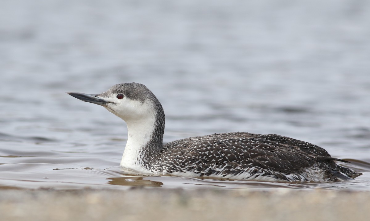Red-throated Loon - ML322274901