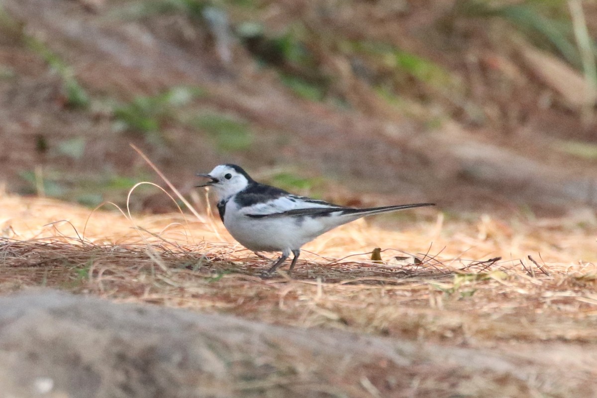 White Wagtail - ML322275511