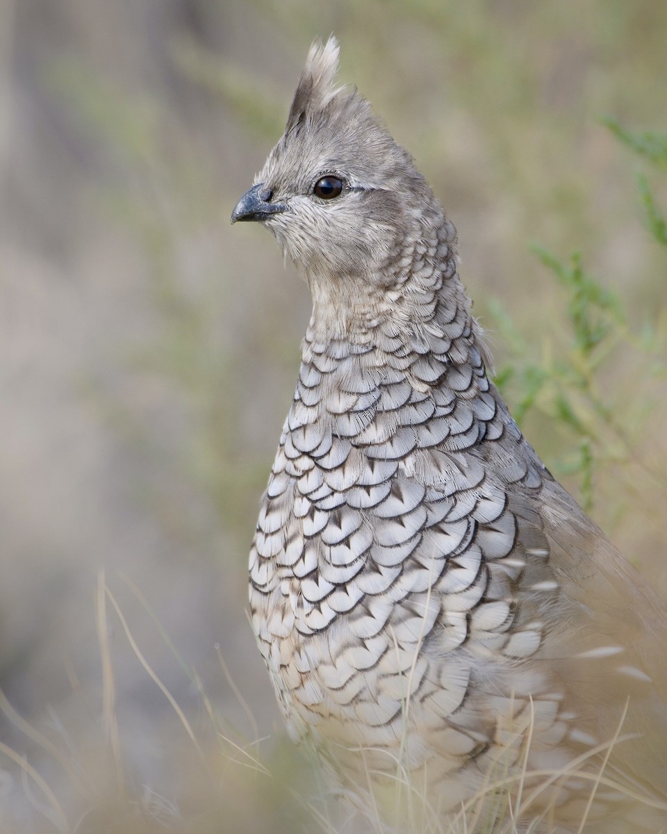 Scaled Quail - ML322280181