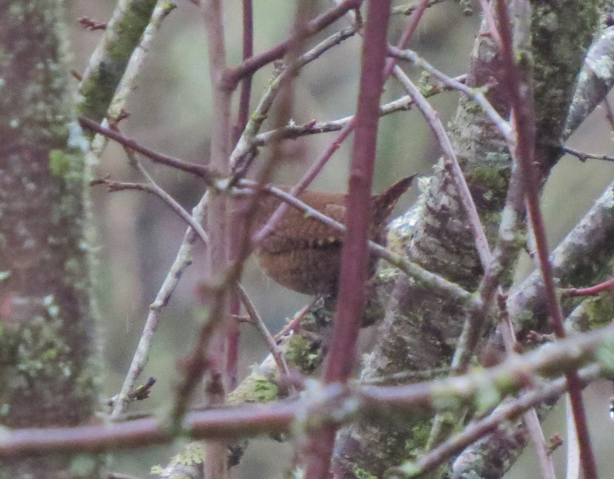 Pacific Wren - Matthew Hunter