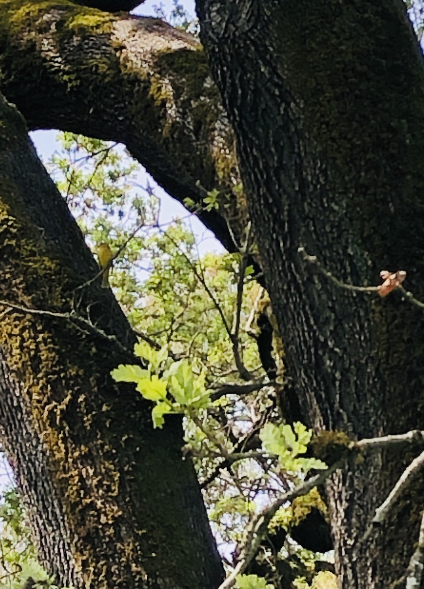 Summer Tanager - ML322281081