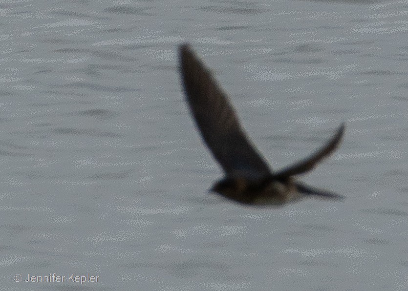 new world martin sp. (Progne sp.) - ML322281311