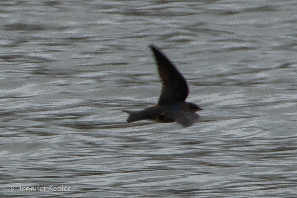 new world martin sp. (Progne sp.) - ML322281321