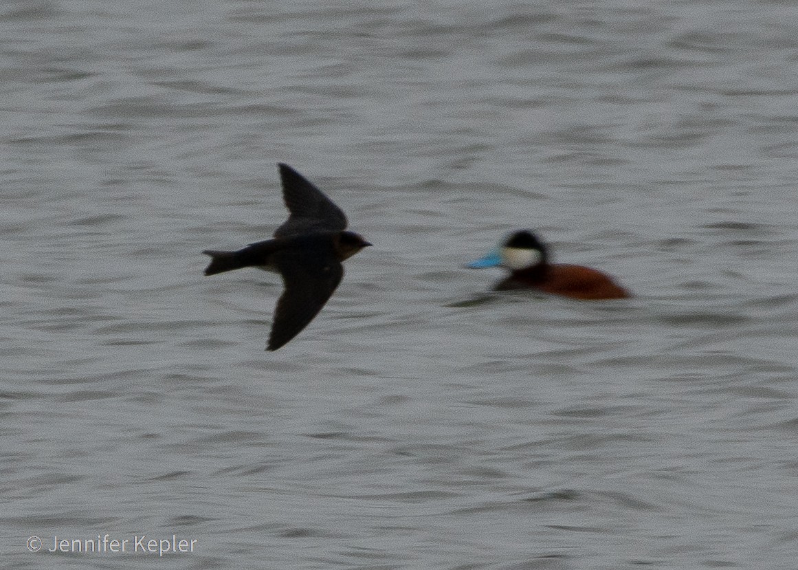 new world martin sp. (Progne sp.) - ML322281871