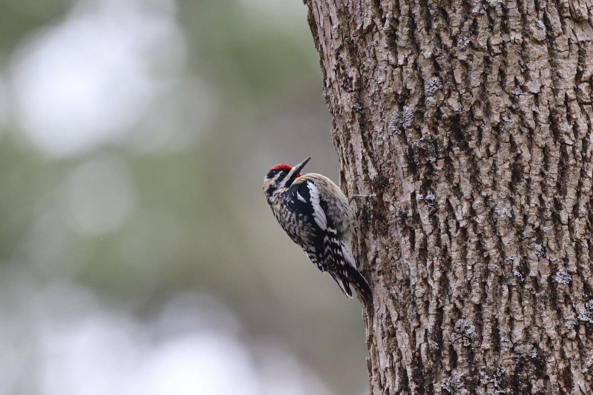 Yellow-bellied Sapsucker - ML322282011