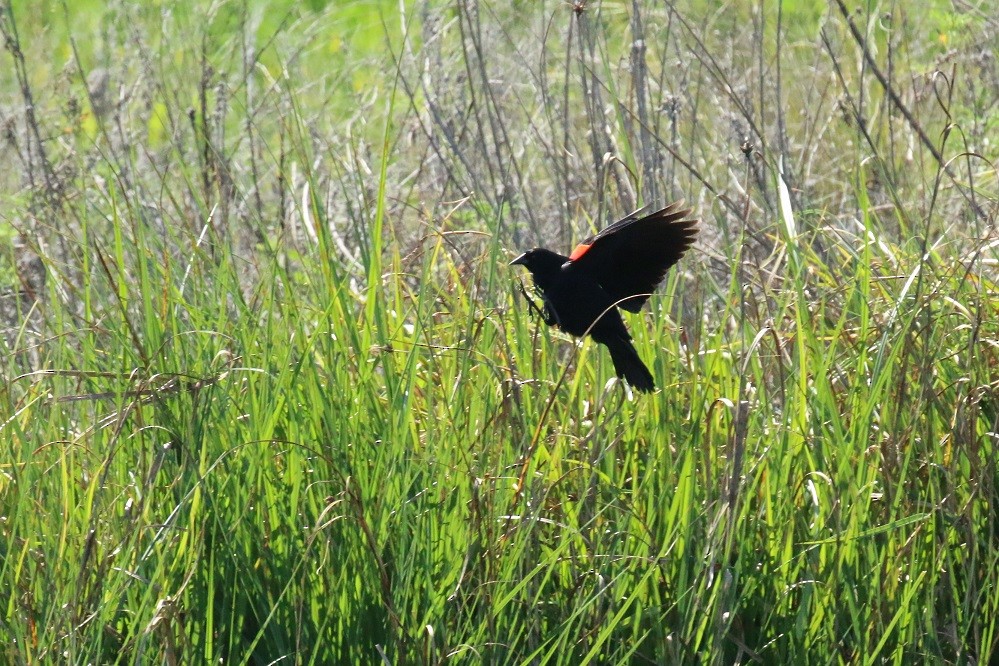 Red-winged Blackbird - ML322282791