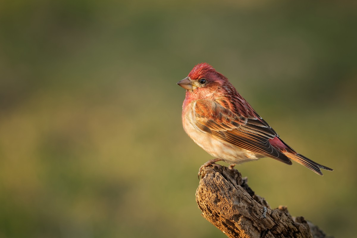 Purple Finch - ML322283601
