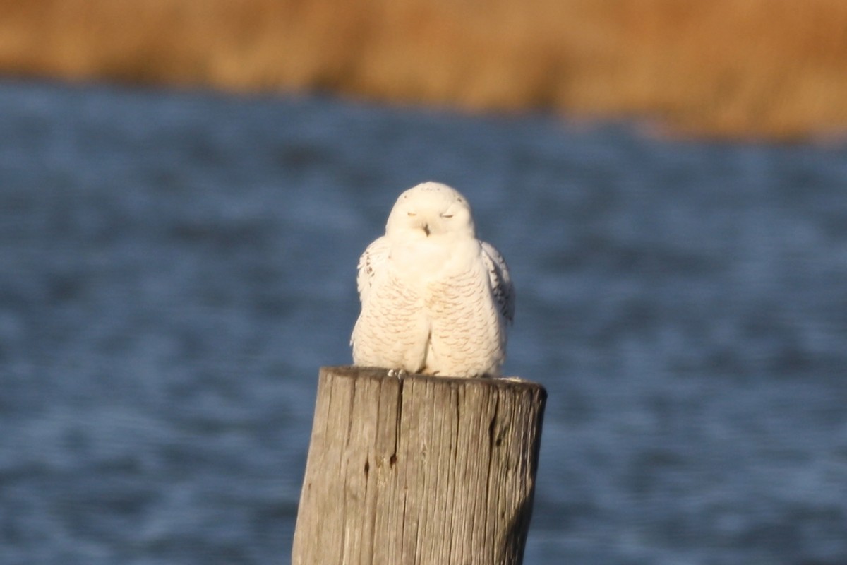 Snowy Owl - ML32228411