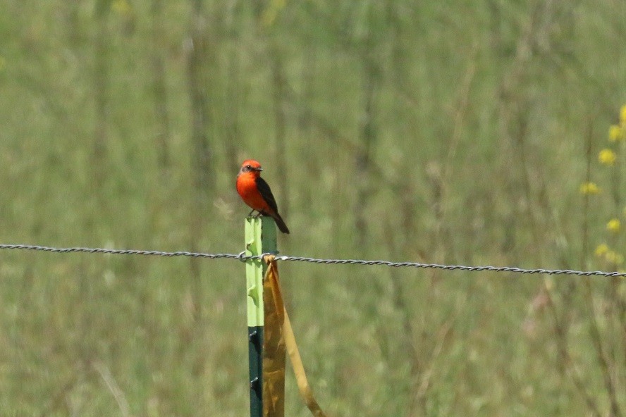 Vermilion Flycatcher - ML322284271