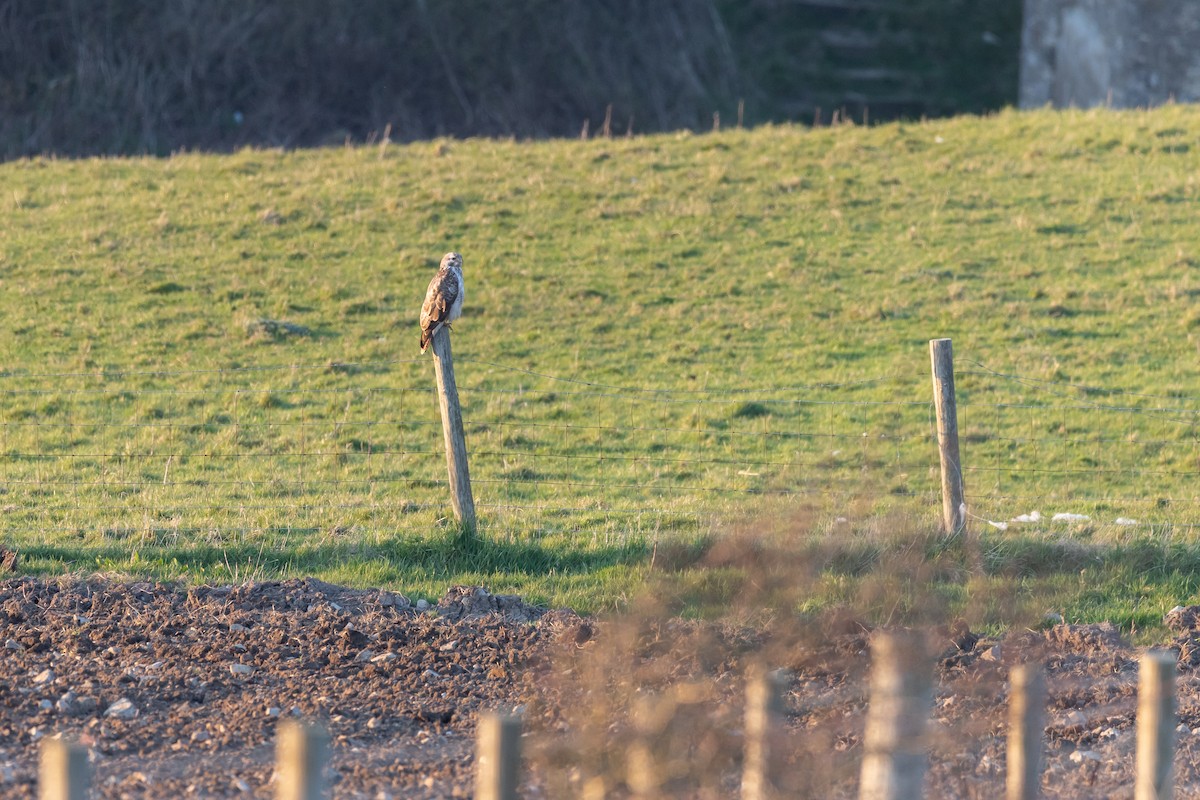 Common Buzzard - ML322287721