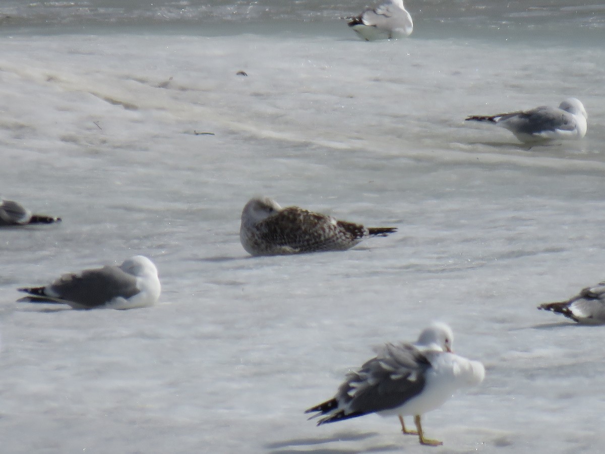 Great Black-backed Gull - ML322287951