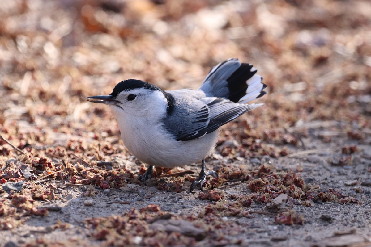 White-breasted Nuthatch - ML322288981