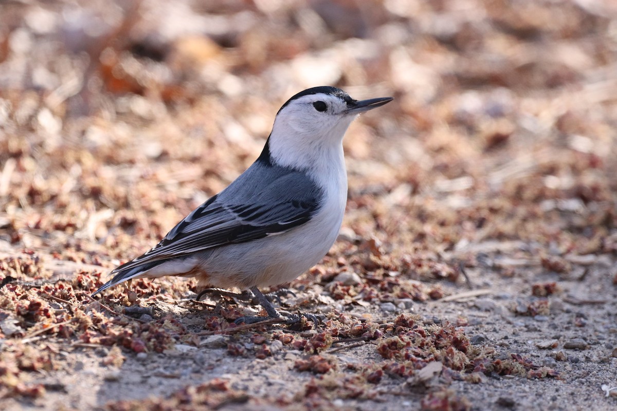 White-breasted Nuthatch - ML322289021