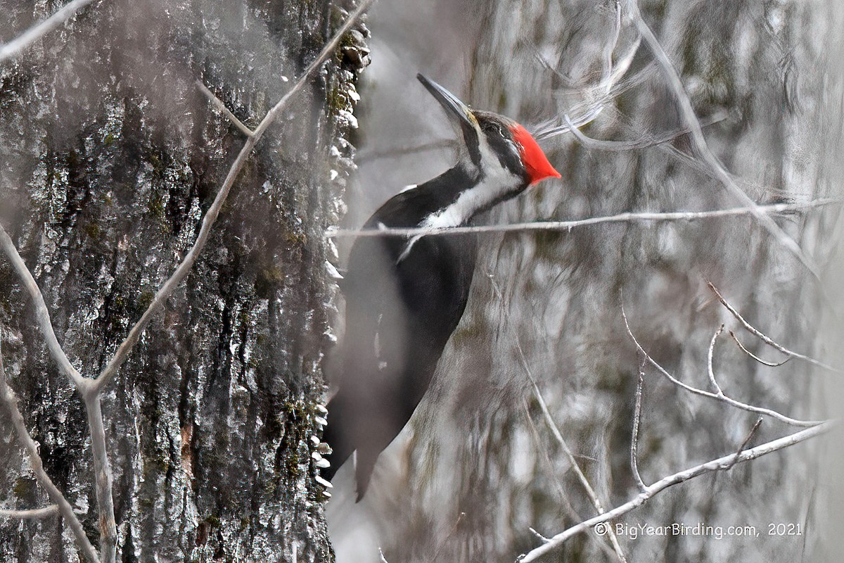 Pileated Woodpecker - Ethan Whitaker