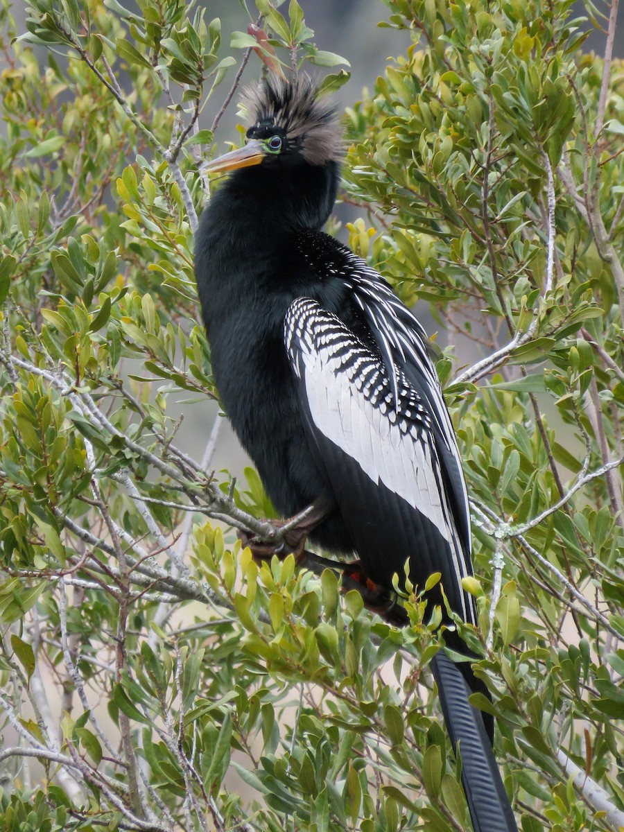 Anhinga - bob butler