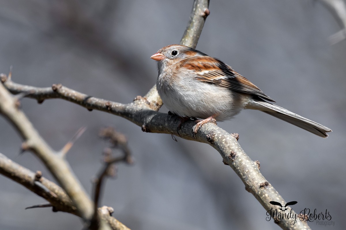 Field Sparrow - ML322293021