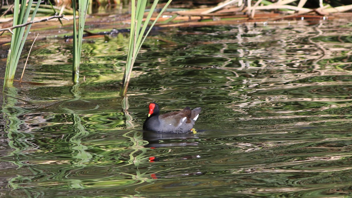 Common Gallinule - ML322293441