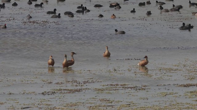 Fulvous Whistling-Duck - ML322294481