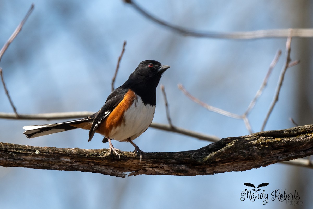 Eastern Towhee - Mandy Roberts