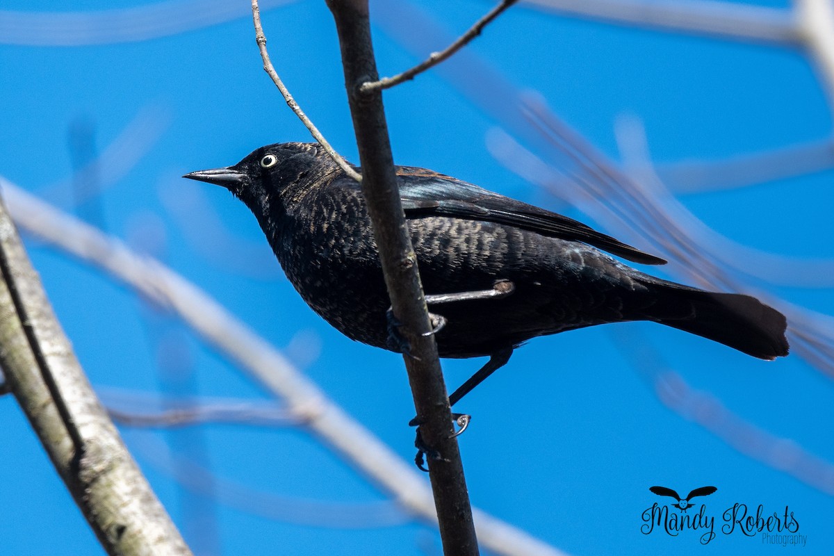 Rusty Blackbird - ML322295341