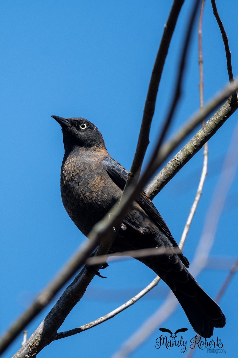 Rusty Blackbird - ML322295361