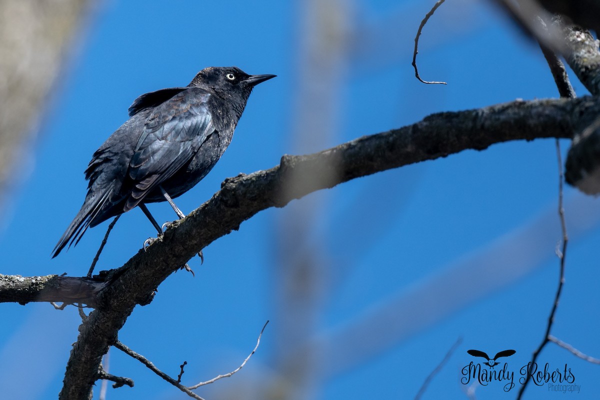 Rusty Blackbird - ML322295381