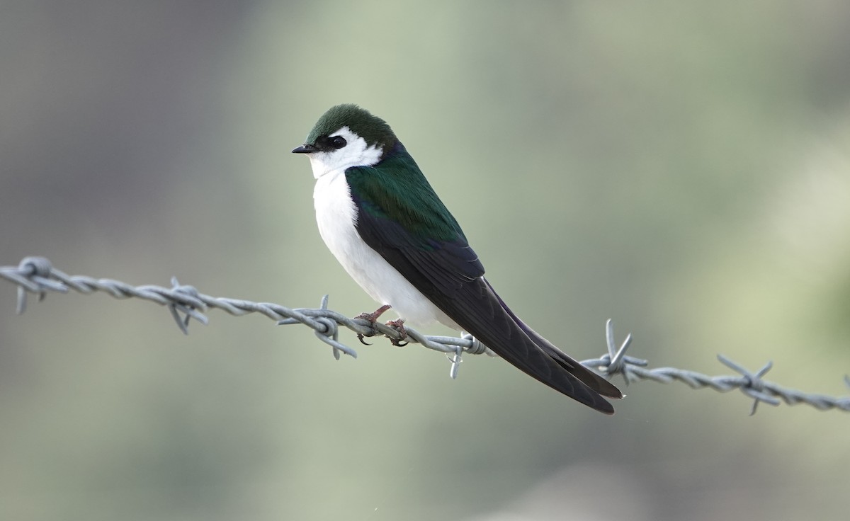 Violet-green Swallow - dave koehler