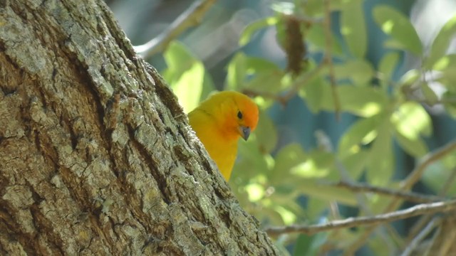 Saffron Finch (Saffron) - ML322300251