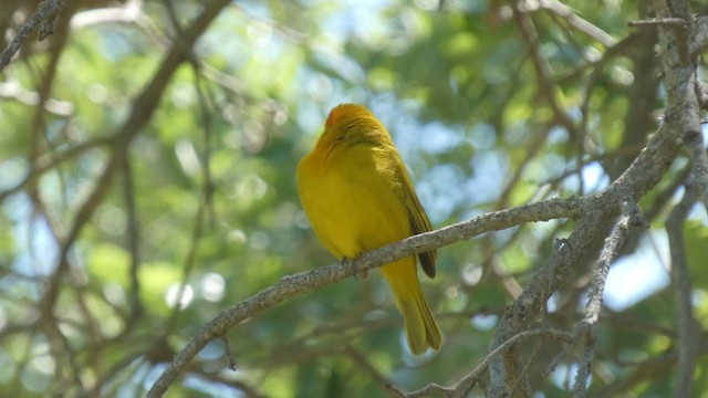 Saffron Finch (Saffron) - ML322302091