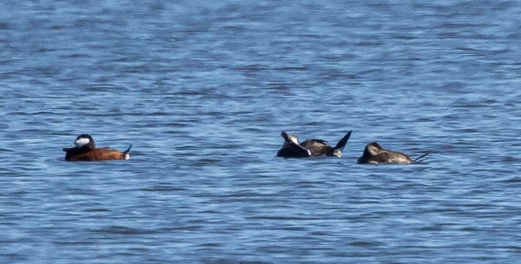 Ruddy Duck - Robert Bochenek