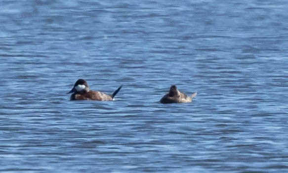 Ruddy Duck - ML322302201