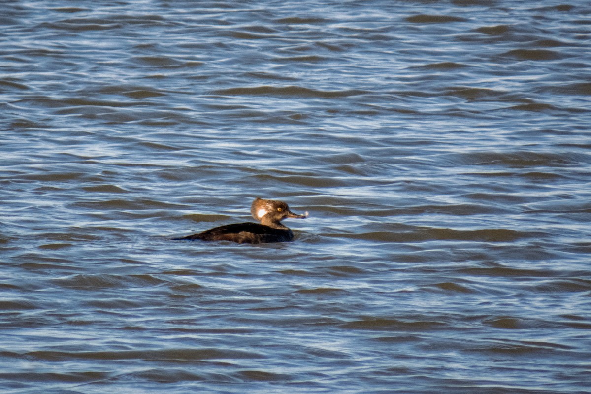 Hooded Merganser - ML322303031