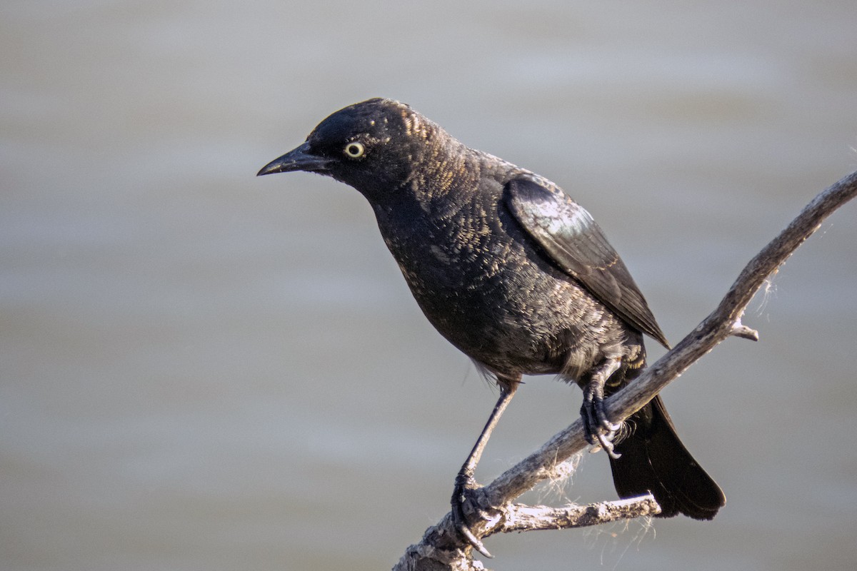 Rusty Blackbird - ML322303061