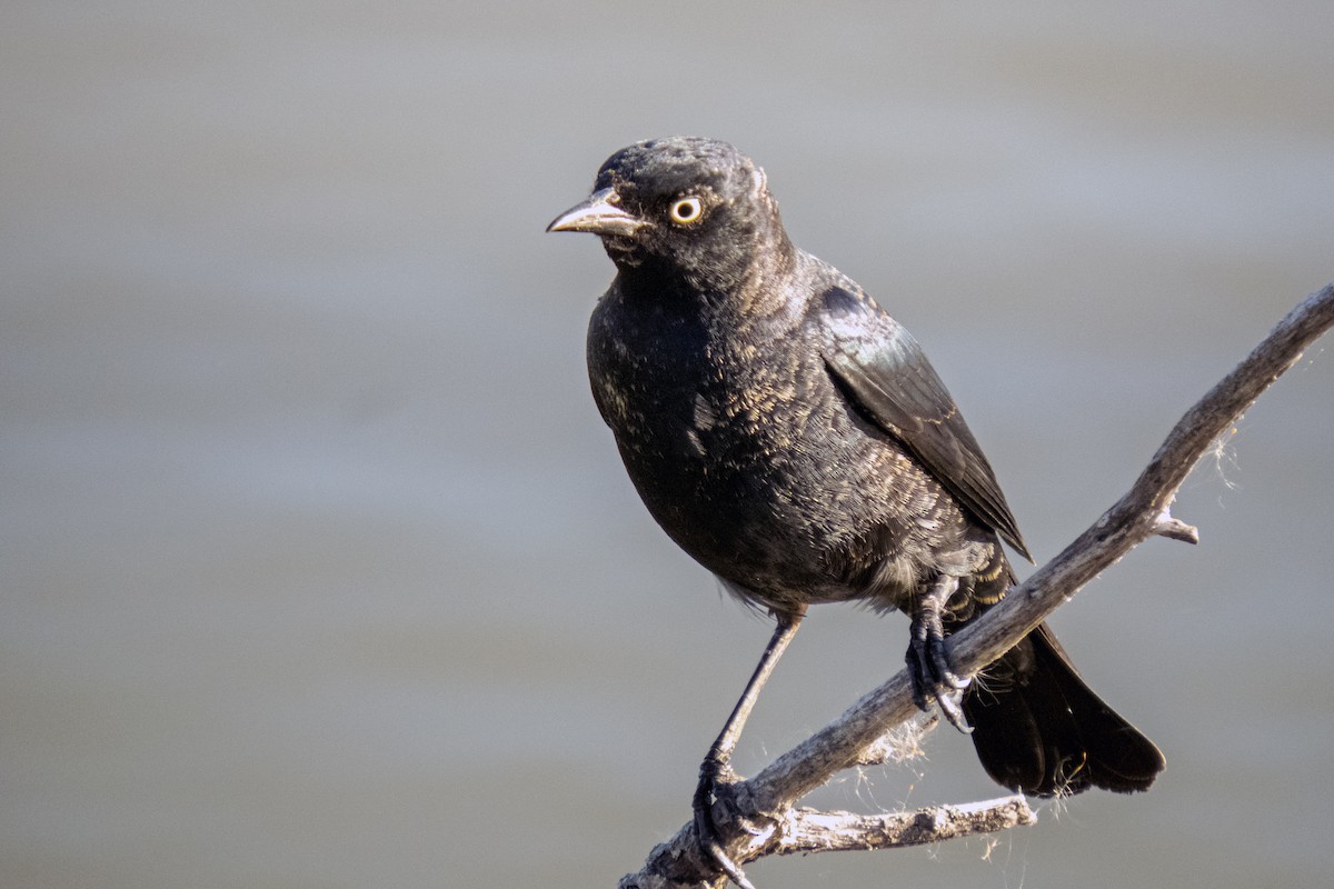 Rusty Blackbird - ML322303071