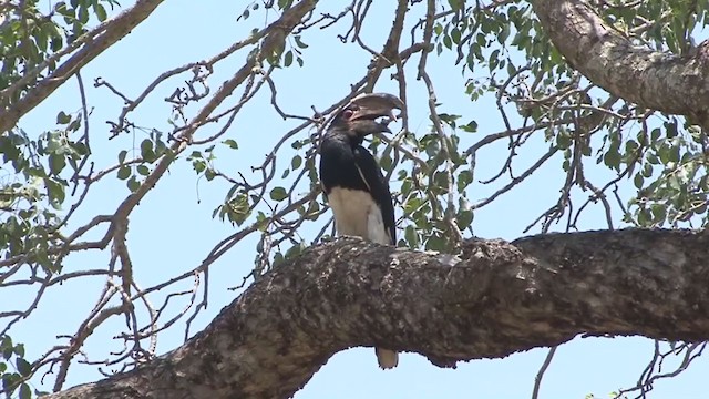 Trumpeter Hornbill - ML322305871