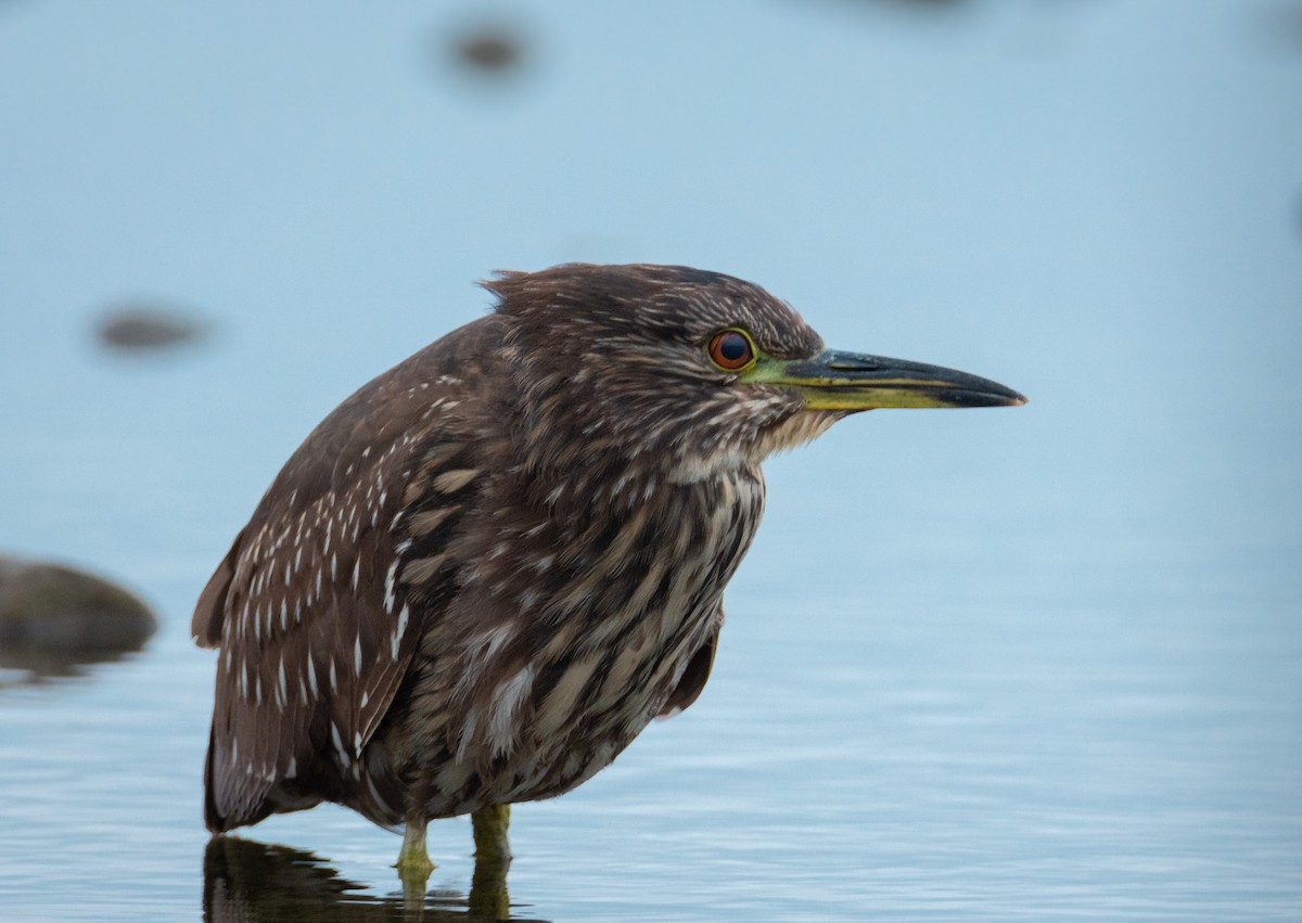 Black-crowned Night Heron - ML322306671