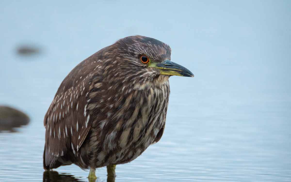 Black-crowned Night Heron - ML322306691