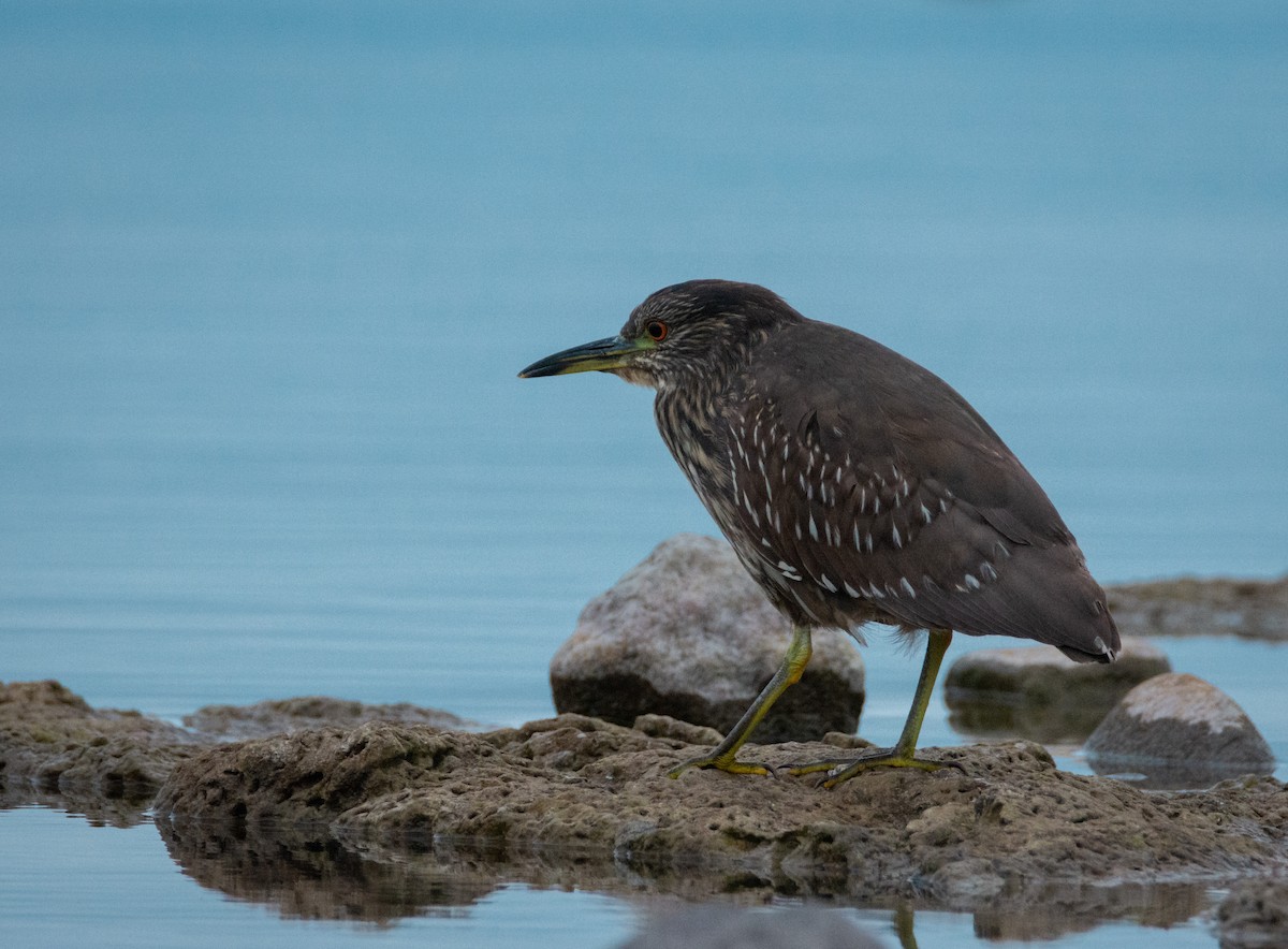 Black-crowned Night Heron - ML322306701