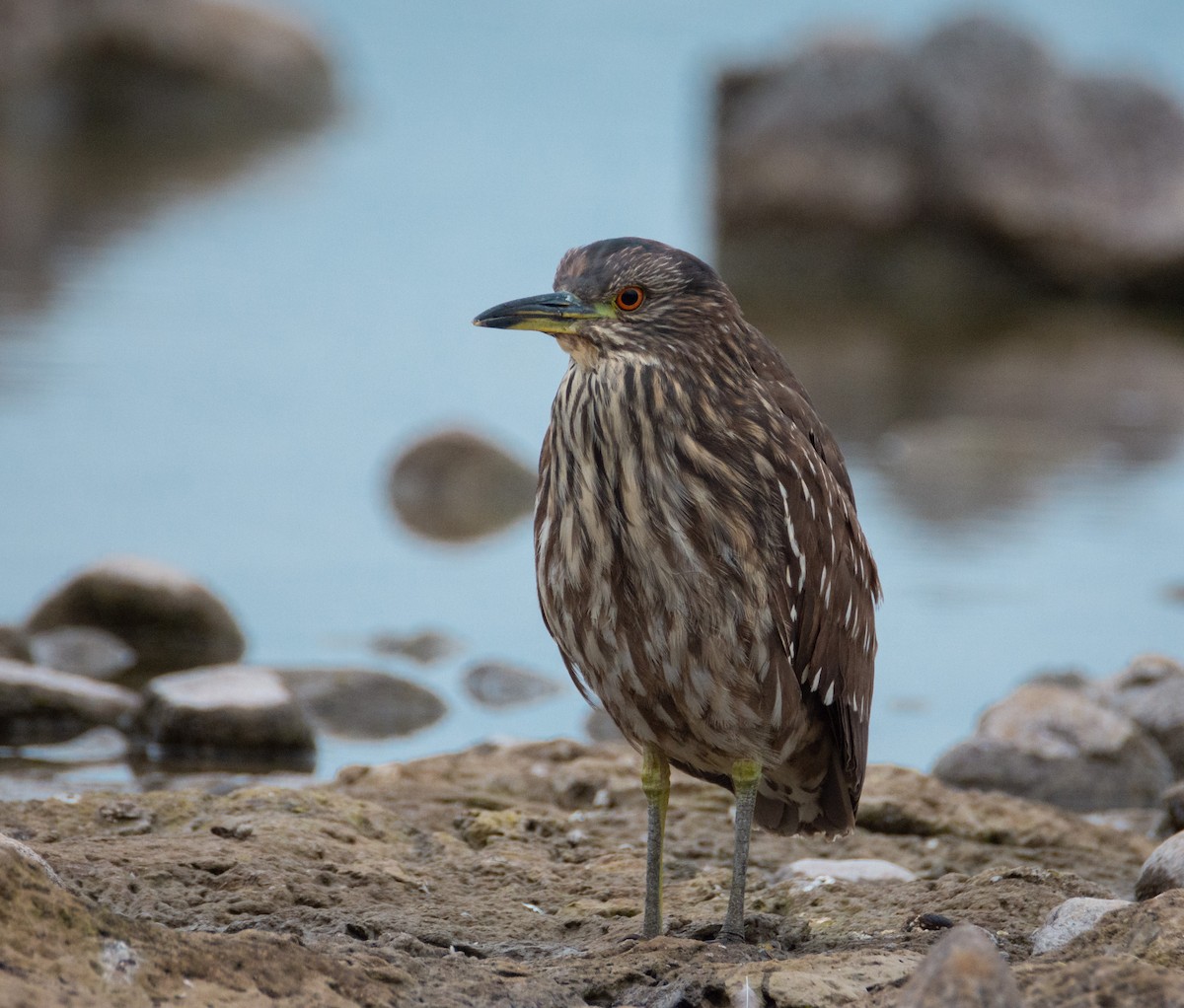 Black-crowned Night Heron - ML322306721