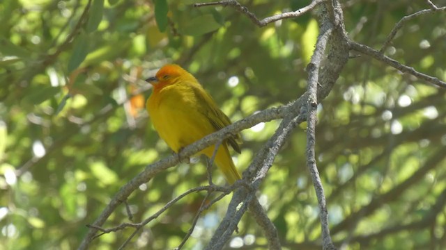 Saffron Finch (Saffron) - ML322307851