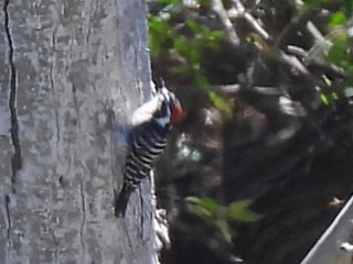 Nuttall's Woodpecker - Martha Wild