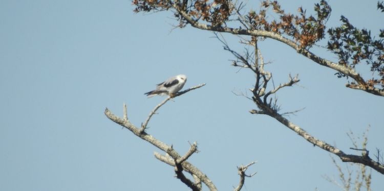 White-tailed Kite - Brian Clegg