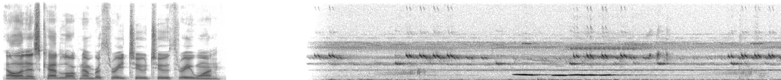 Yellow-legged Tinamou (noctivagus) - ML32231