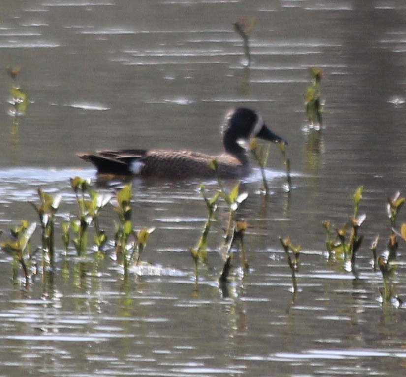 Blue-winged Teal - ML322310651