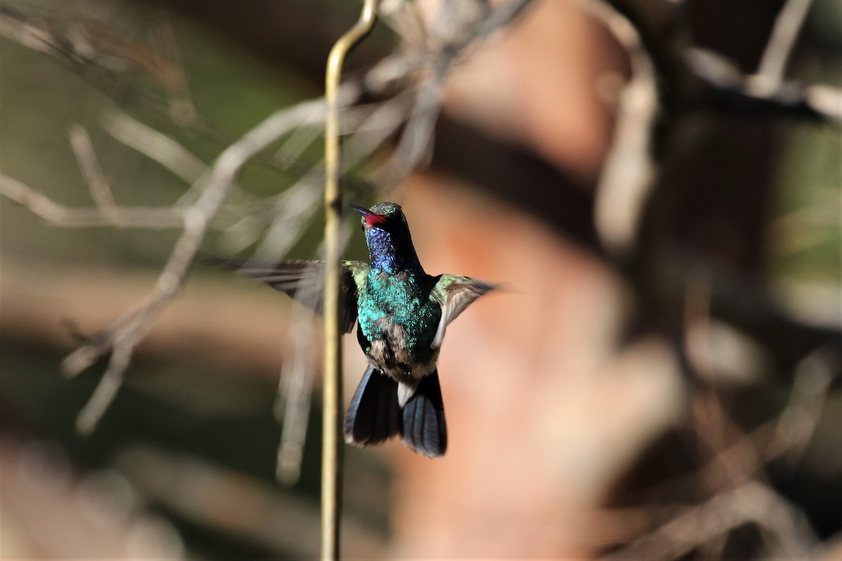 Broad-billed Hummingbird - ML322311801