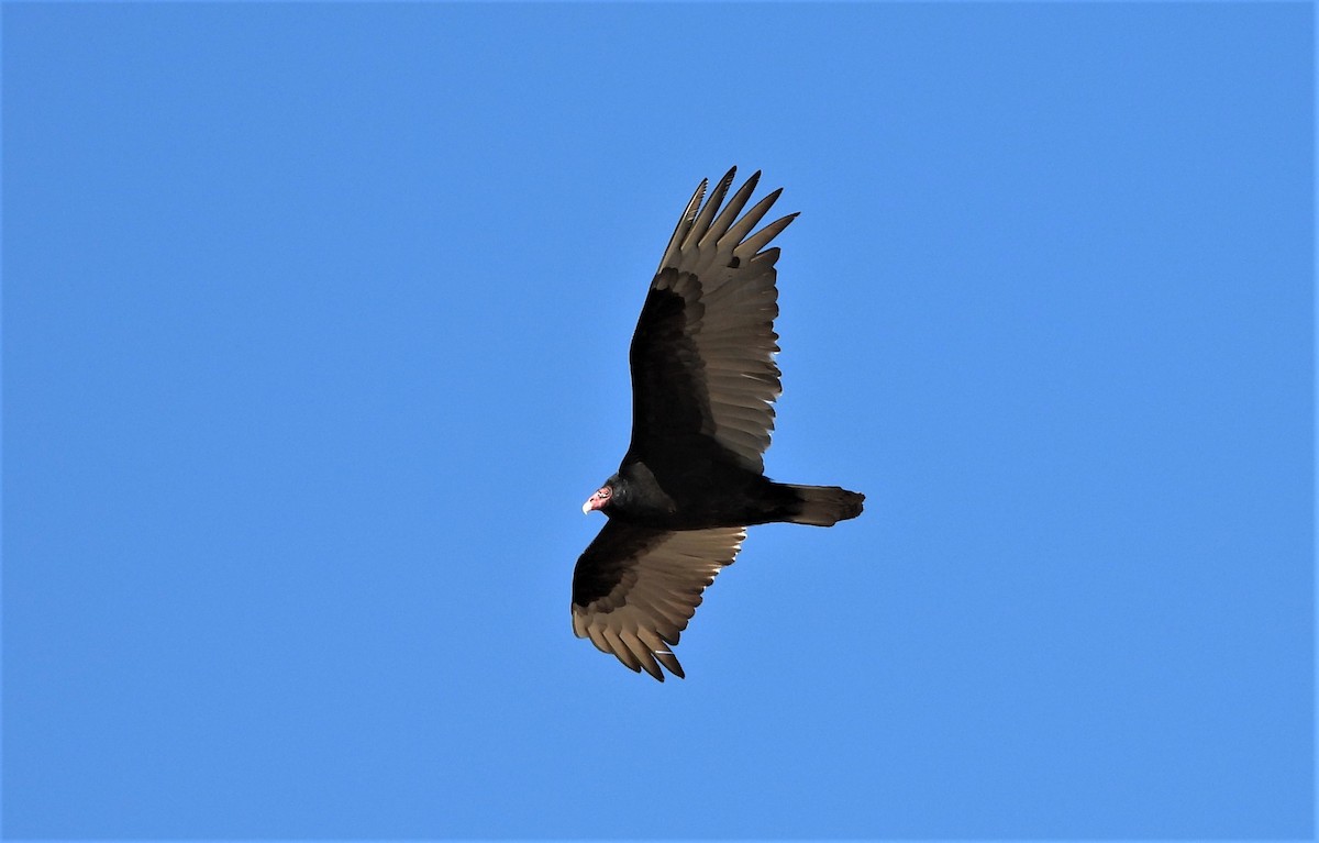 Turkey Vulture - ML322312641