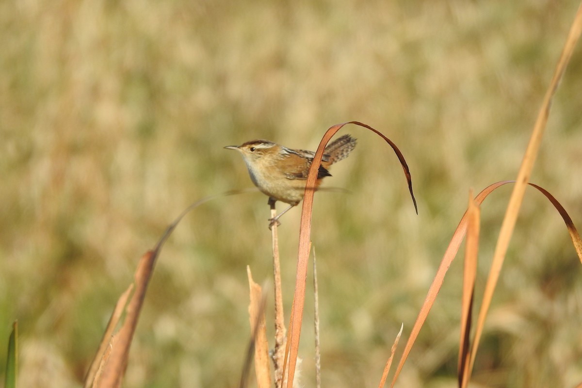 Marsh Wren - ML322312941