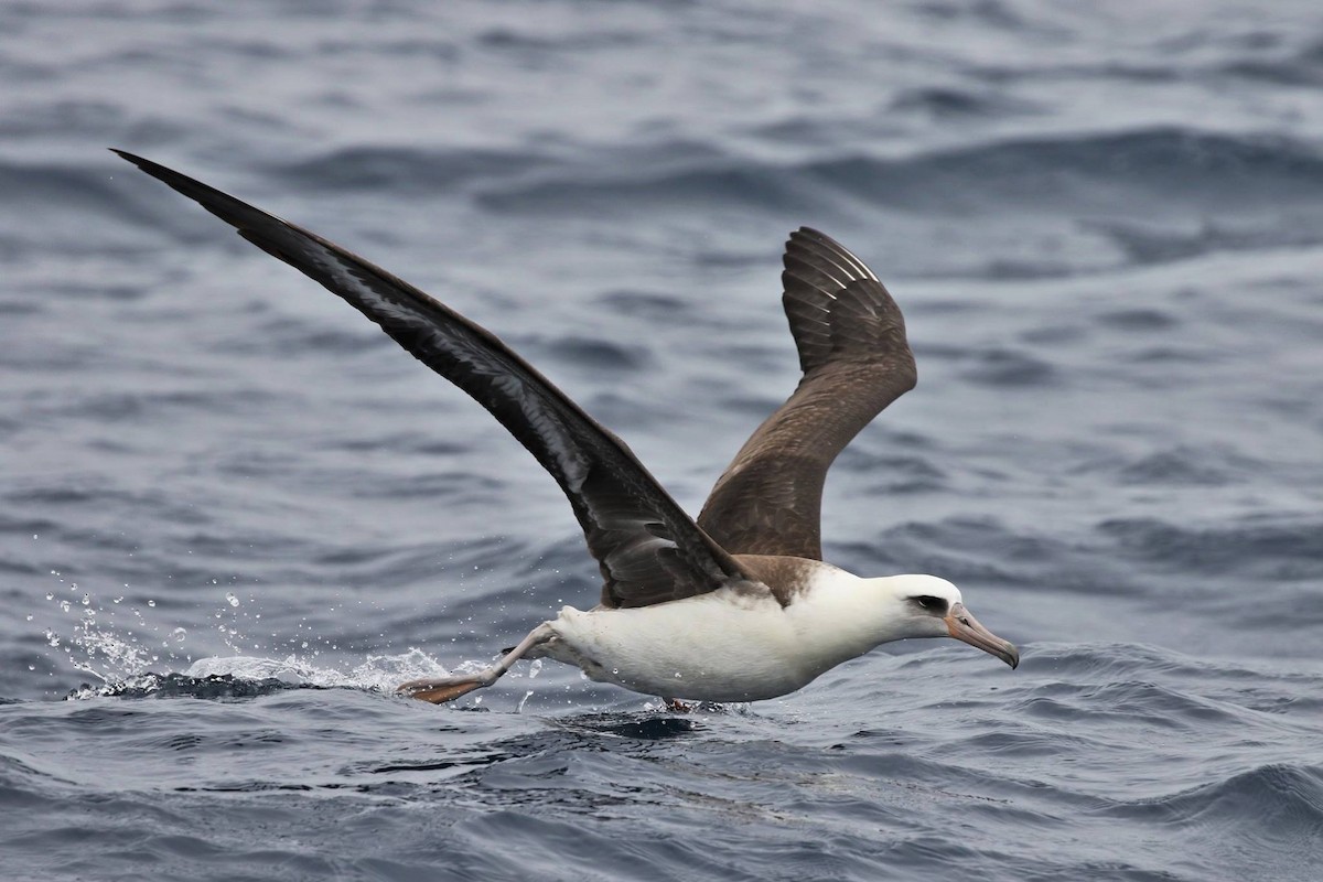 Laysan Albatross - ML32231521