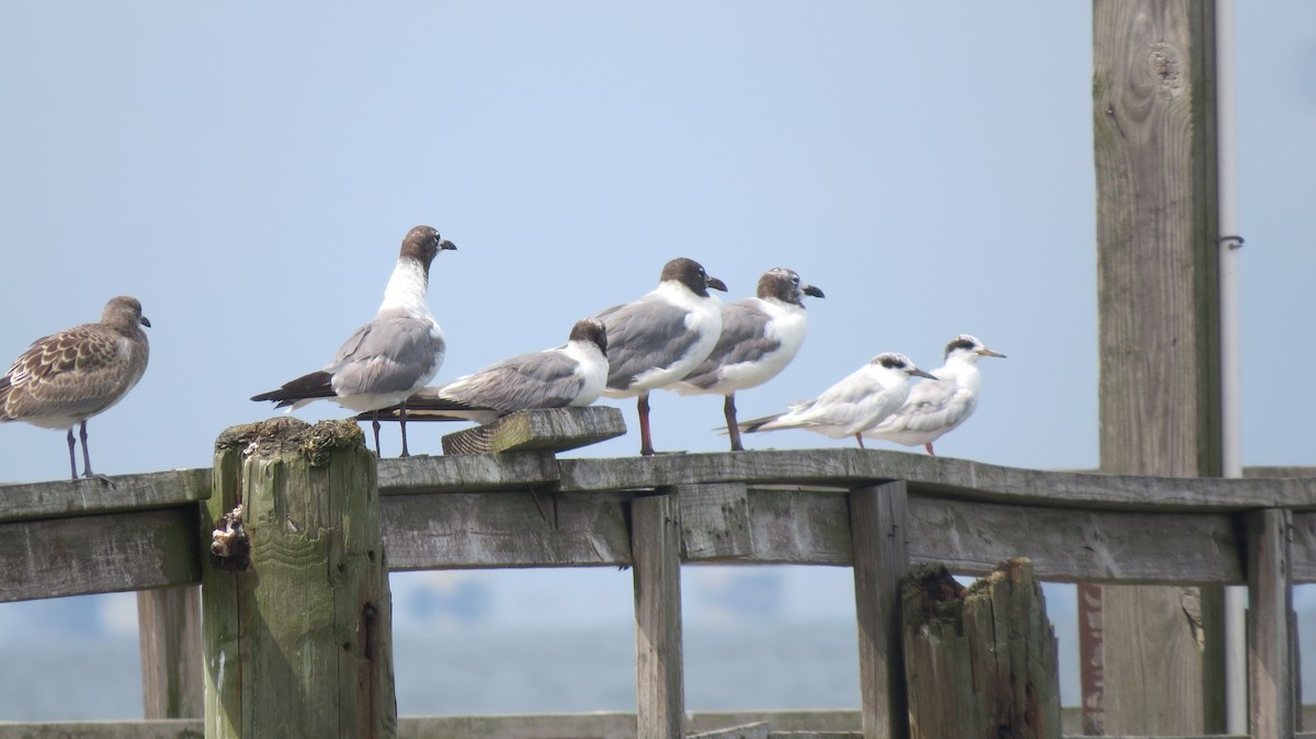 Forster's Tern - ML32231571