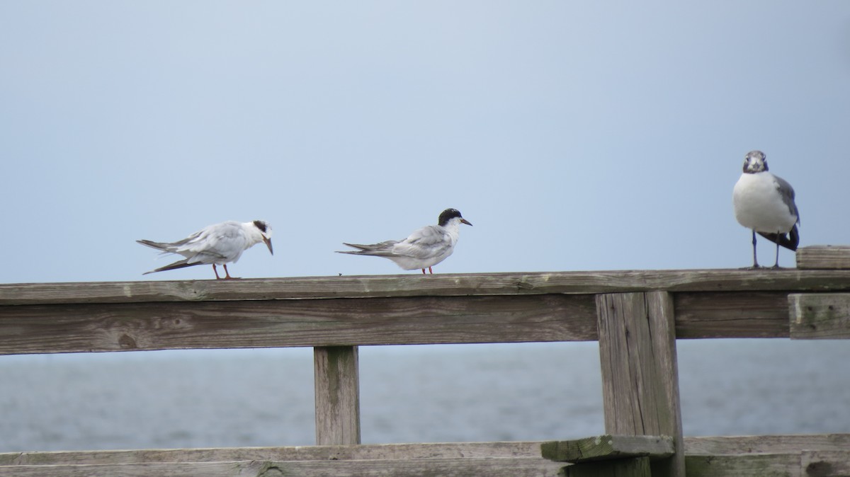 Forster's Tern - ML32231591